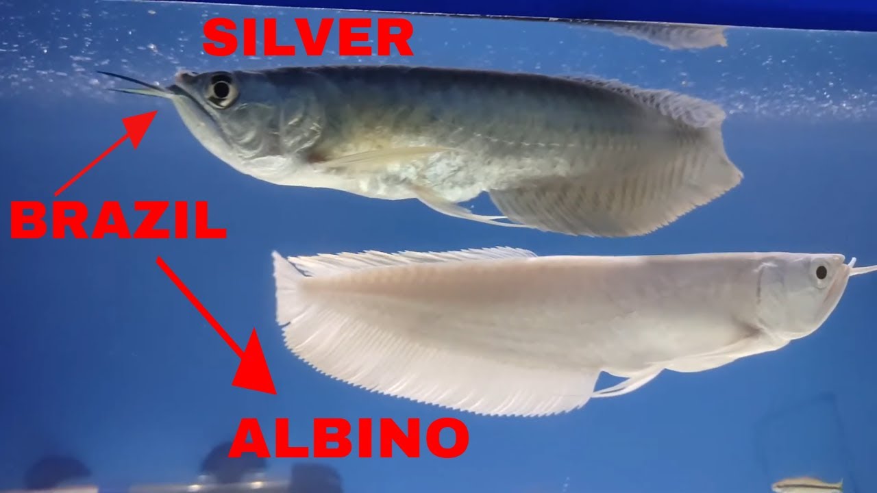 Perbedaan Arwana Brazil Albino Dengan Brasil Silver Youtube