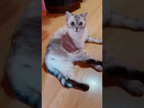 Кот трется об ноги. - YouTube