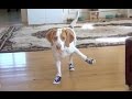 Funny dogs in boots 2014 new