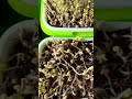 Hare ho rahe hain micro greens 🥬 #microgreens #microgreensathome #superfood #urbanfarming