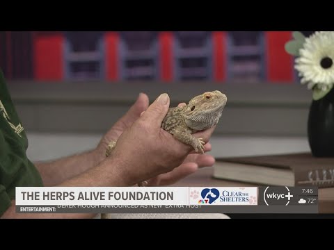 Clear the Shelters 2025: Herps Alive Foundation visits 3News - YouTube
