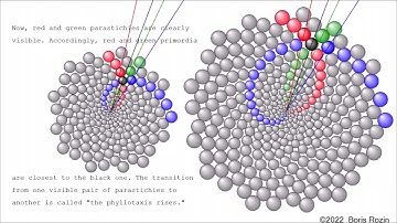 Video 3: The recursive dynamic model of the development of spiral phyllotaxis