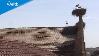 Una bodega de Castejón tiene en su tejado más de 30 nidos de cigüeñas
