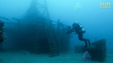 Artificial Reefs:  Shipwrecks become homes for fish!