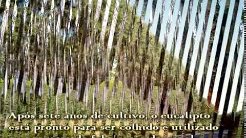 É de origem animal ou vegetal?