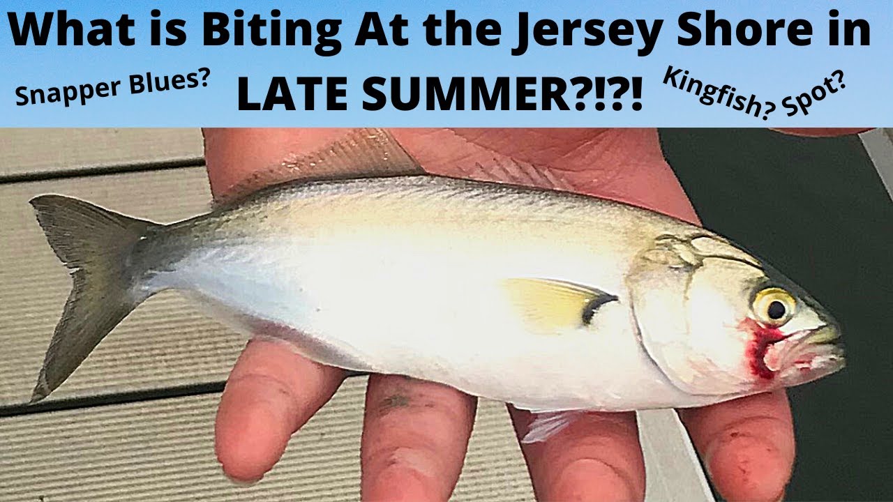 Fishing in Brigantine New Jersey for Anything that Will Bite in Late