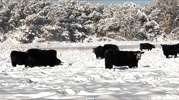 Herd Quitter® Minute - Working For A Living