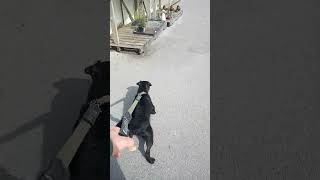 Patterdale Terrier Headed For The Dog Friendly Farm Shop With The Knotman