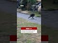 Jimothy the Seattle raccoon becomes viral sensation. #BBCNews