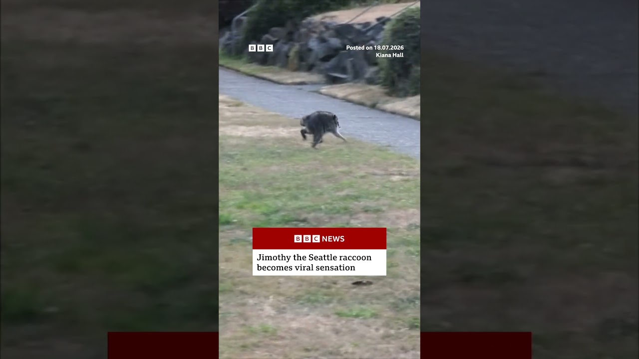 Jimothy the Seattle raccoon becomes viral sensation. #BBCNews