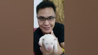 Bermain Bayi Anjing Baru Lahir Umur 3 hari Lucu Banget & Gemes Anak Chiku Kintamani & Jini Husky