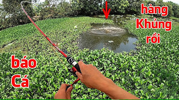 Câu cá Lóc ở Ao Bèo bỏ hoang, bất ngờ đối mặt hàng khủng