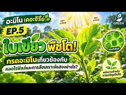 อะมิโน เดอะซีรีย์ | EP.5ใบเขียว พืชโต! กรดอะมิโนเกี่ยวข้องกับคลอโรฟิลล์และการสังเคราะห์แสงอย่างไร?