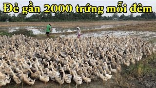 khủng khiếp bầy vịt đẻ gần 2000 trứng mỗi đêm | Nuôi vịt chạy đồng kiếm tiền khủng |THÚ VUI MIỀN TÂY