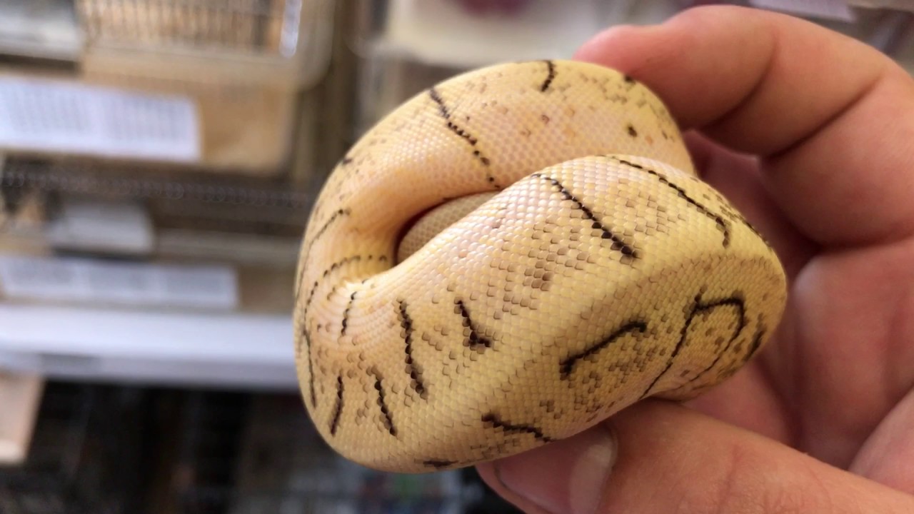 camera iphone 8 plus apk Ball python hatchlings update