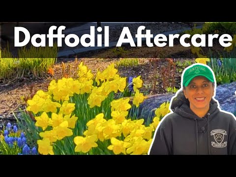 How To Deadhead Daffodils | Daffodil Aftercare