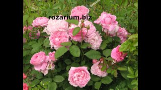 Обрезка роз остина питомник роз полины козловой, rozarium.biz Austin rose pruning, Mary rose variety