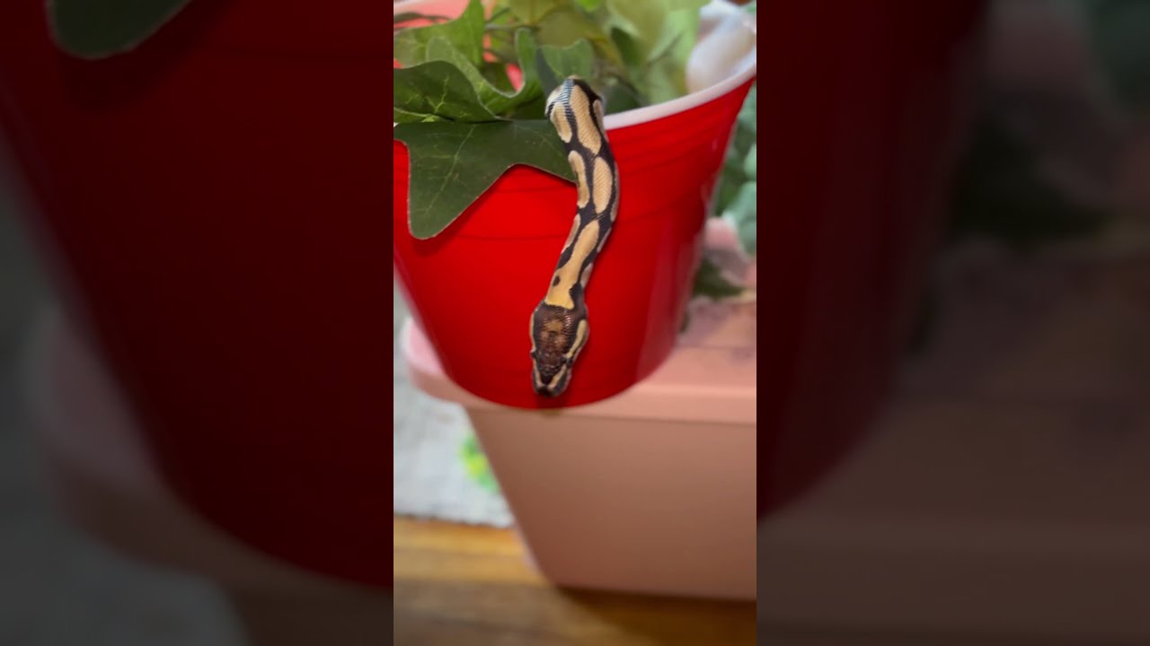 Watch Me Clean My 75 Gallon Snake Tank Reptile Enclosures Ballpython