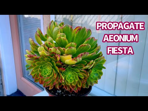 Video #514 PROPAGATE AEONIUM FIESTA | NHÂN GIỐNG SEN ĐÁ... - youtube