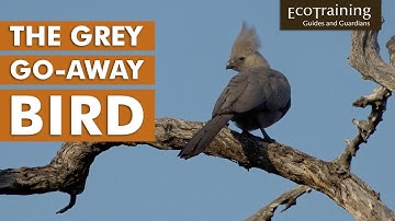 Grey Go Away Bird | Birds of the Bush | EcoTraining