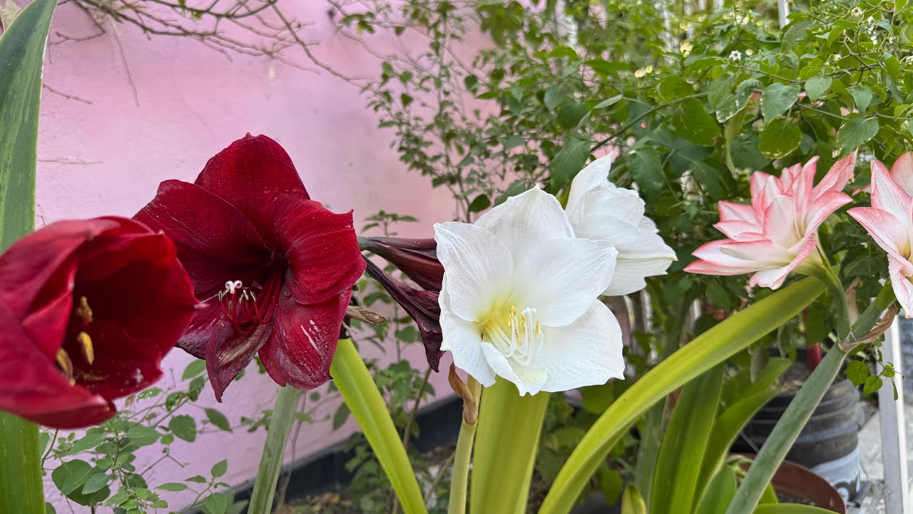 Reproducción de amaryllis por esquejes