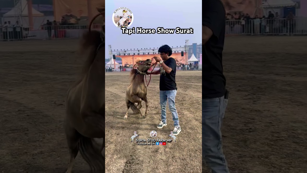 पौनी घोड़े का शानदार डांस 