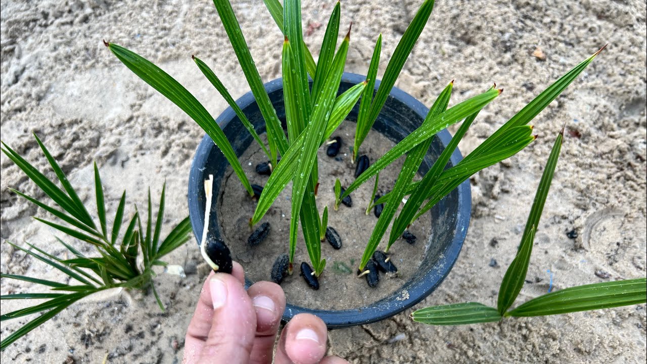 زراعة نوي النخيل وتحويل الفسائل الذكر لأنثى وبالدليل وأهمية فصل النواة🌴👌زراعة وإنبات بذور التمر