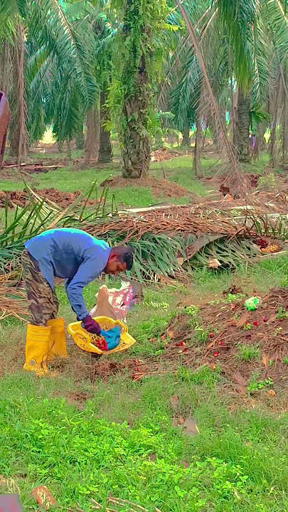 Malaysia plantation work #youtubeshorts #viralvideo #malaysia #palmoil #new #yt