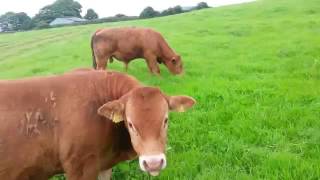 Limousin Bull Weanlings born Autumn 2015