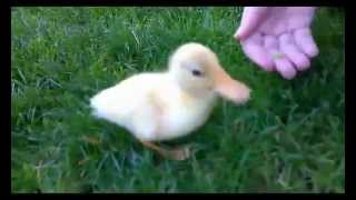 Baby duck's first day at the park! Baby duck's first day at the park!
