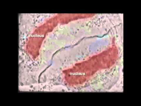 Video: Anafaz mikroskop altında nasıl görünür?