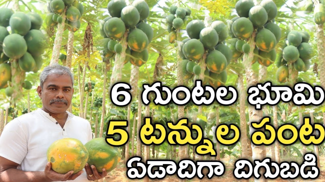 15 సెంట్లలో 20 నెలల్లో  5 టన్నుల బొప్పాయి పండించాను | Papaya Farming | రైతు బడి