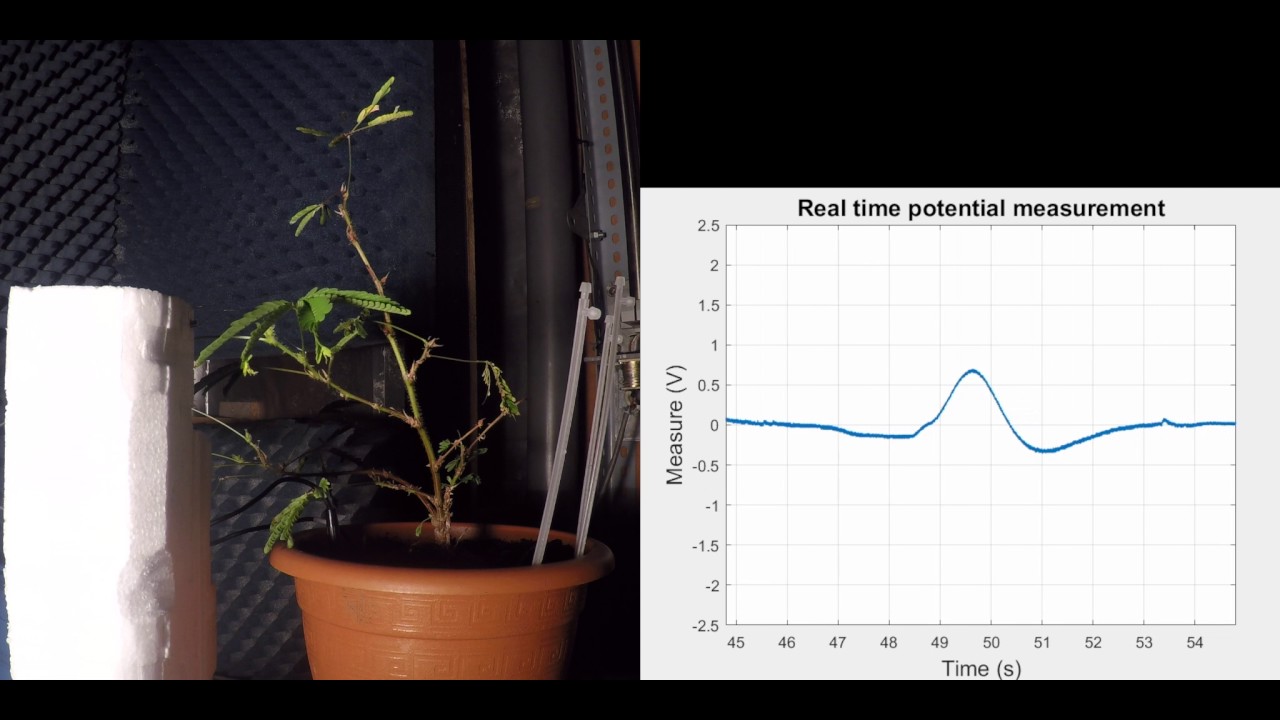 Real Time Action Potential Measurement Borja Requena Youtube