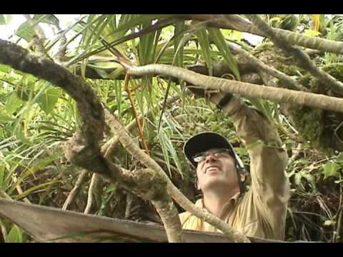 Tohiea expedition (rush)