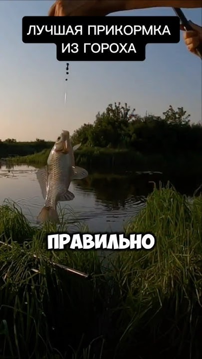 Лучшая прикормка из гороха #рыбалка #карась #рецепты #fishing - YouTube