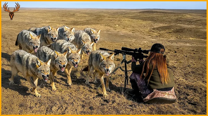 How Do California Hunters And Farmers Deal With Millions Of Coyotes With Guns, Traps And Planes?