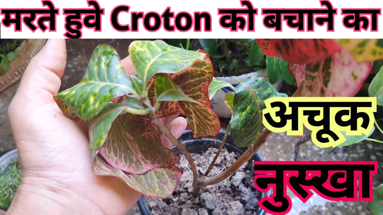 मरते हुवे पौधे में कौन सी खाद डालें? How to save dying Croton ? YouTube