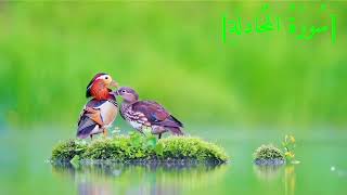 سُورَةُ المُجَادلَةِ بصوت الشيخ عبد الرحمن بن موسى رواية ورش عن نافع تجويد رائع