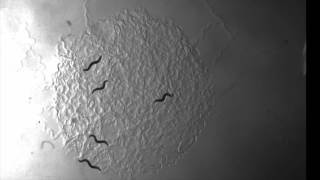 C. Elegans DA609 Aggregation on E.Coli