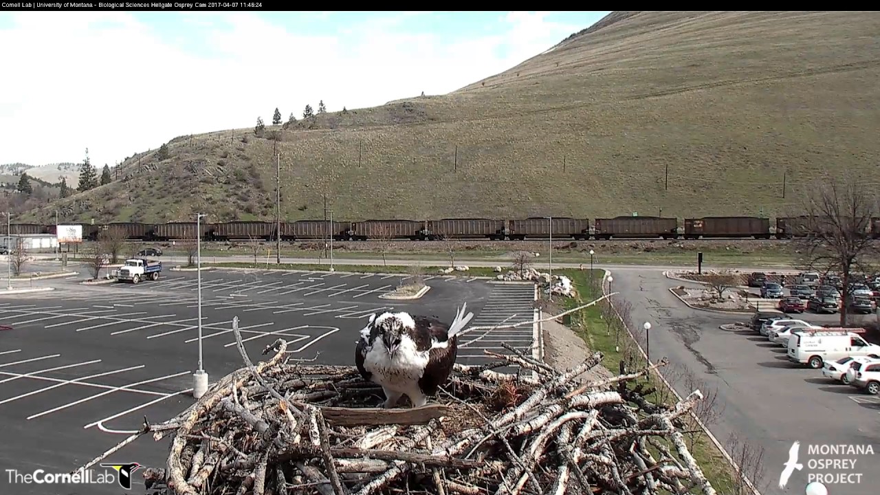 snappy's osprey cam