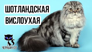 ✔ Шотландская вислоухая кошка: плюсы и минусы породы. О чём молчат заводчики?