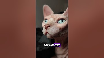 Funny Cat Morning Theme Song 😹😹 #sphynx #cats #catsruletheworld