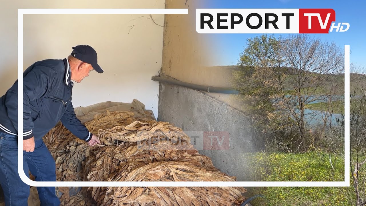 SPECIALE/ Në Shetel, fshati që nuk braktis kultivimin e duhanit