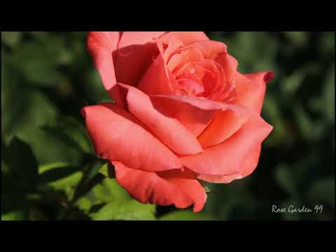 Mind-blowing Rose Flower with Petals Shining || Very Large Rose Flower Variety Plant || 4K Video
