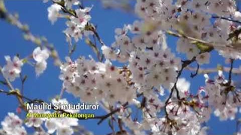 Maulid Simtudduror "Al-Munsyidin Pekalongan"
