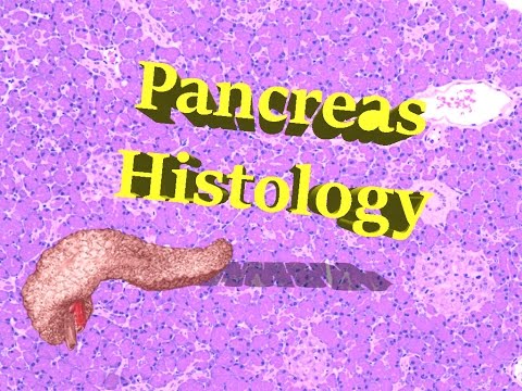 Pancreas Histology 