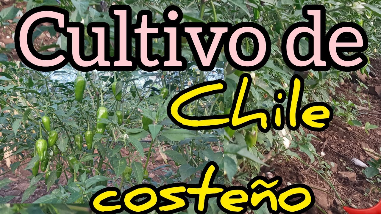 Como cultivamos el CHILE 🌱🌶 COSTEÑO en la zona rural de Oaxaca ...