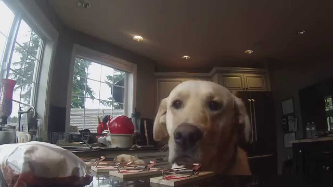 How to teach your dog not to eat food off the counter. YouTube