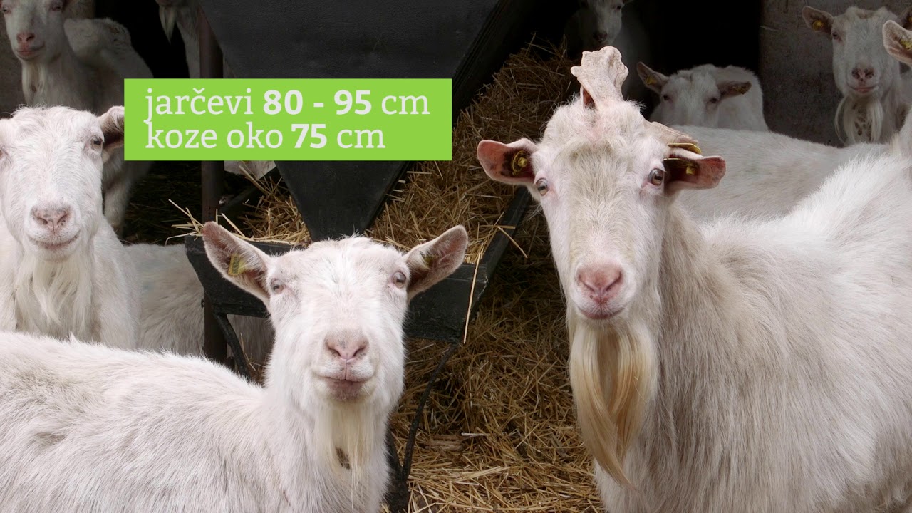 Kozarstvo ep.1 19.03.2018.