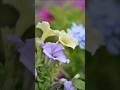 なにげない日々とコラボ#山内惠介#shorts#なにげない日々#ファインダー越しの私の世界 #Nikon#マクロ#写真日記 #flowers #花#夏の花壇#カップリング曲#カメラ好きと繋がりたい